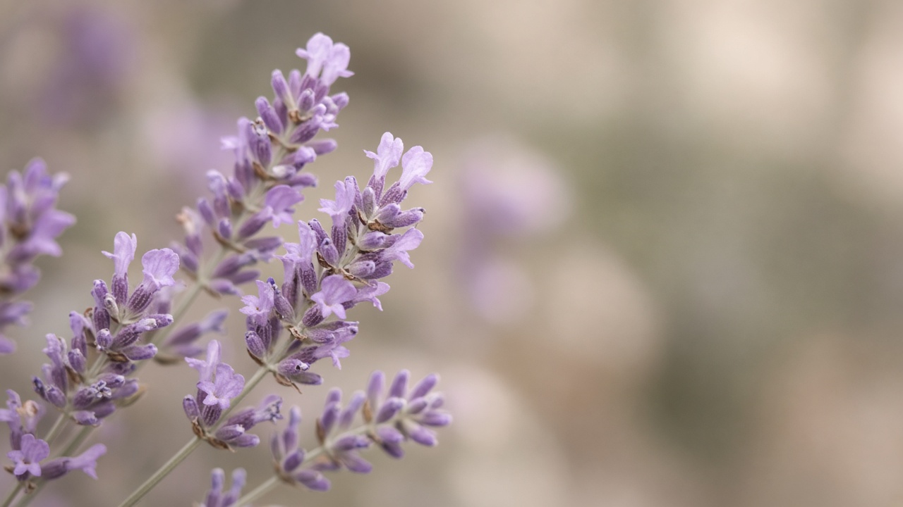 Soft close-up of lavender flowers